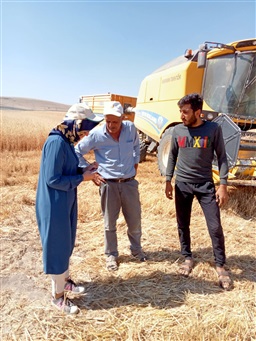 Aziziye Ziraat Odası Tarım Danışmanları Buğday Hasat ve Biçerdöver Kontrolleri